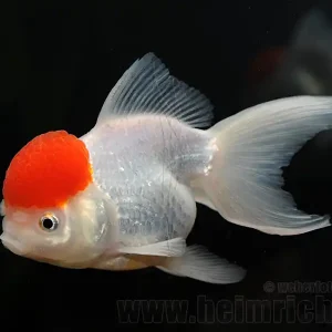 Neu Im Sortiment Rotkopf Löwenkopf, 12cm (Carrasius auratus)