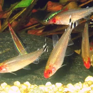 Abverkauf Rotkopfsalmler, 15 Stück large (Hemigrammus bleheri)