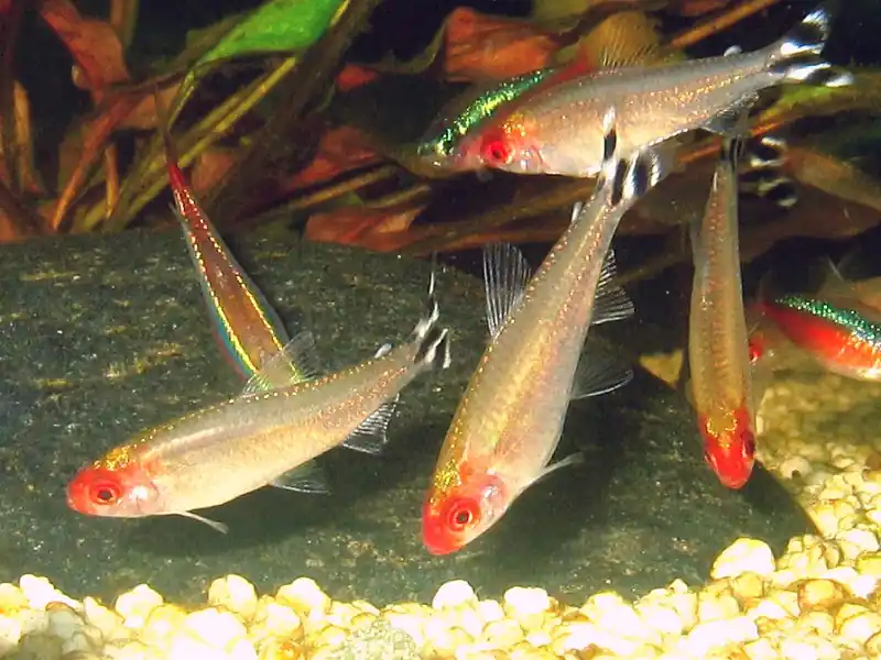 Abverkauf Rotkopfsalmler, 15 Stück large (Hemigrammus bleheri)