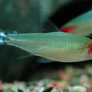 Rotkopfsalmler, large (Hemigrammus bleheri) Zertifiziert