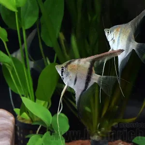Rotrücken-Skalar, 2 Stück med (Pterophyllum spec.) Expressversand