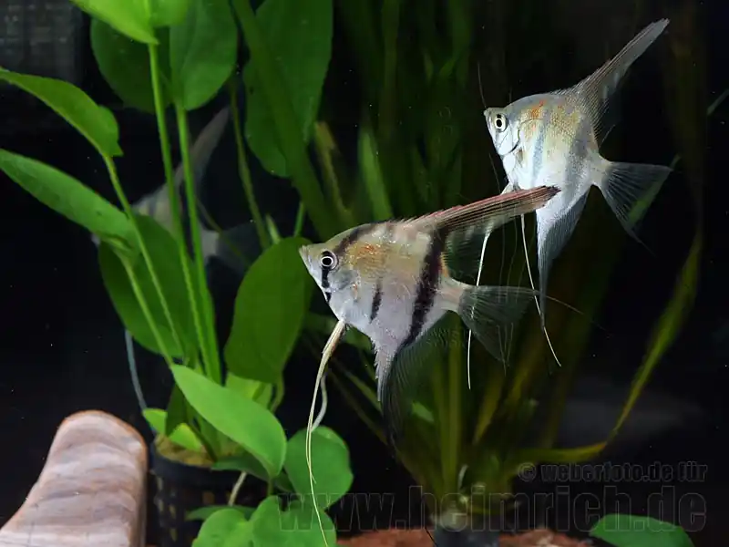 Rotrücken-Skalar, 2 Stück med (Pterophyllum spec.) Expressversand