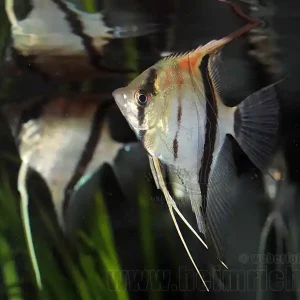 Kracherpreis Rotrücken-Skalar, large (Pterophyllum spec.)