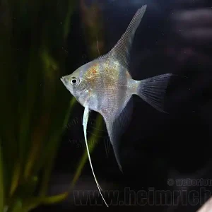 Mega-Angebot Rotrücken-Skalar, med (Pterophyllum spec.)
