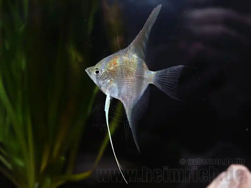 Mega-Angebot Rotrücken-Skalar, med (Pterophyllum spec.)