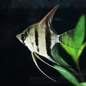 Sale Rotrücken-Skalar, sm (Pterophyllum spec.)