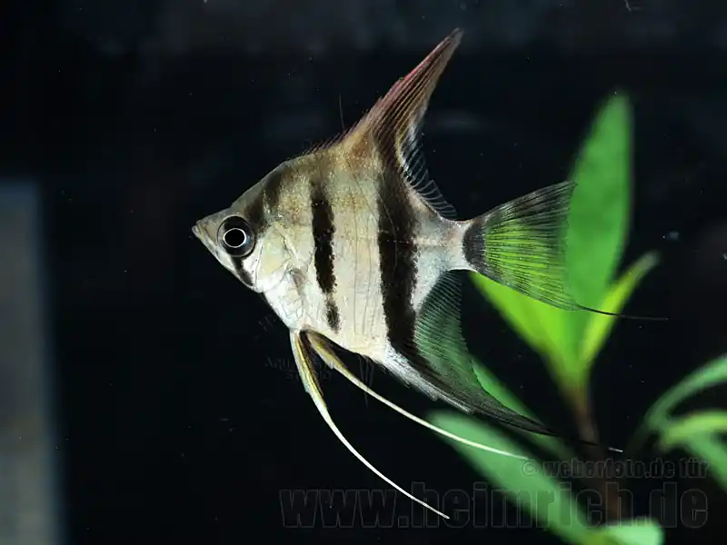 Sale Rotrücken-Skalar, sm (Pterophyllum spec.)