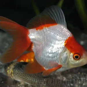 Ryukin Rot-Weiss, 8cm (Carrasius auratus) Solange Der Vorrat Reicht