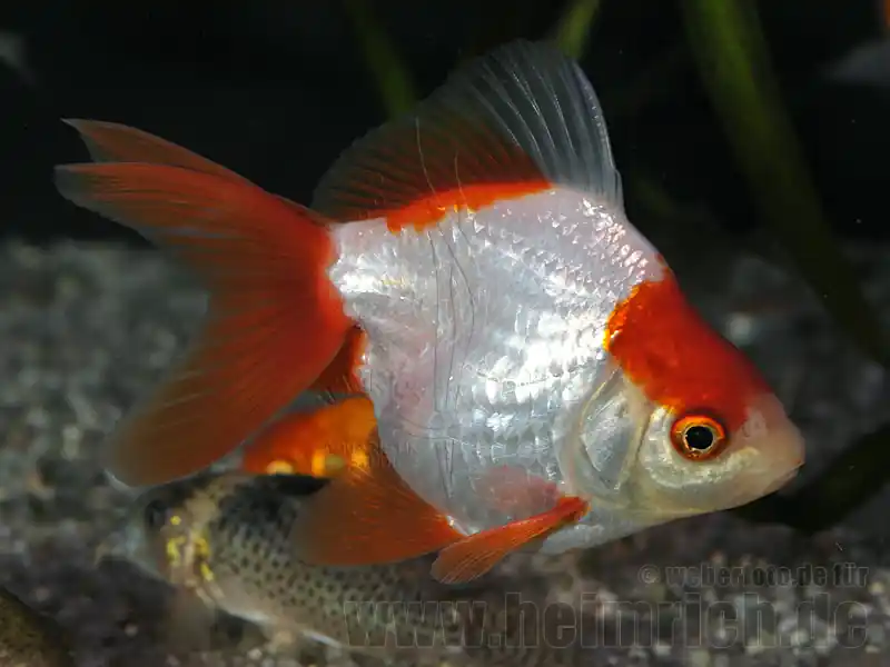 Ryukin Rot-Weiss, 8cm (Carrasius auratus) Solange Der Vorrat Reicht
