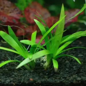 Sagittaria platyphylla Zertifiziert