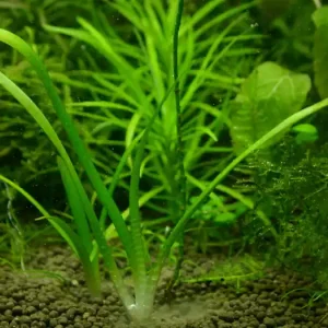 Jetzt Bestellen Sagittaria pusillus