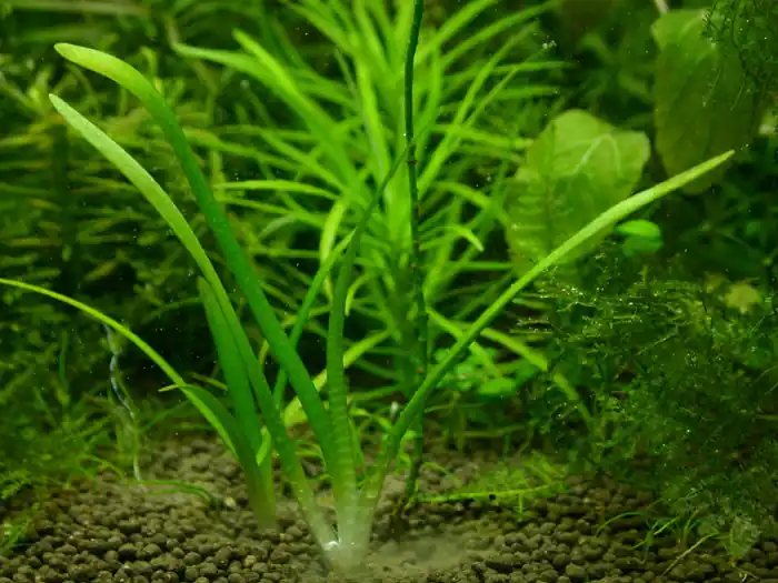 Jetzt Bestellen Sagittaria pusillus
