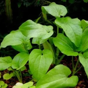 Super-Preis Saururus cernuus