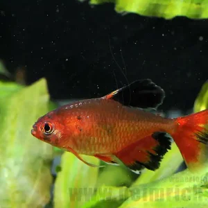 Schleierblutsalmler, 30 Stück lg (Hyphessobrycon eques) Jetzt Kaufen
