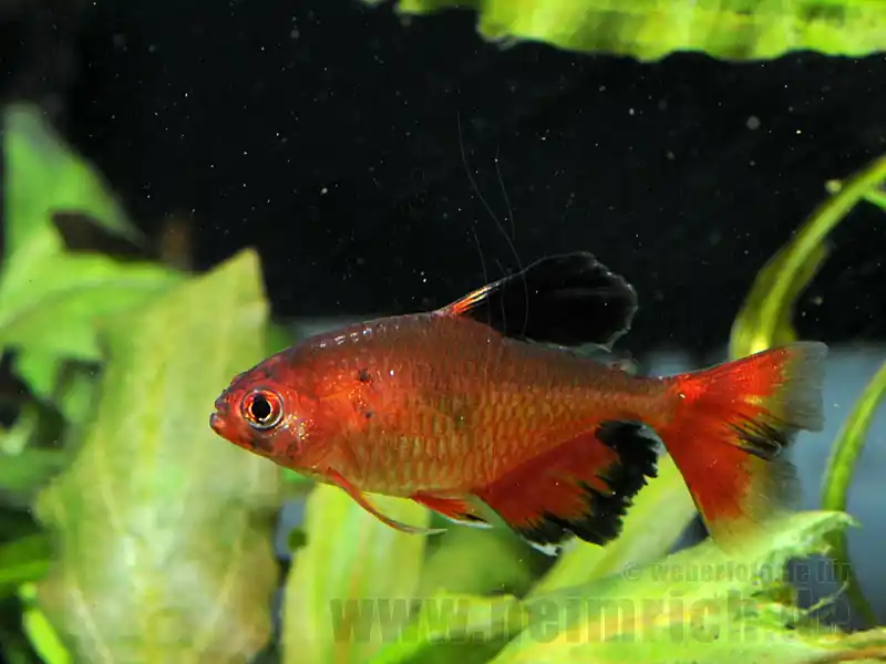 Schleierblutsalmler, lg (Hyphessobrycon eques) Sonderangebot