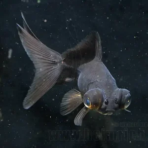 Schleierschwanz, 6cm "BLACK" (Carrasius auratus) Bestseller
