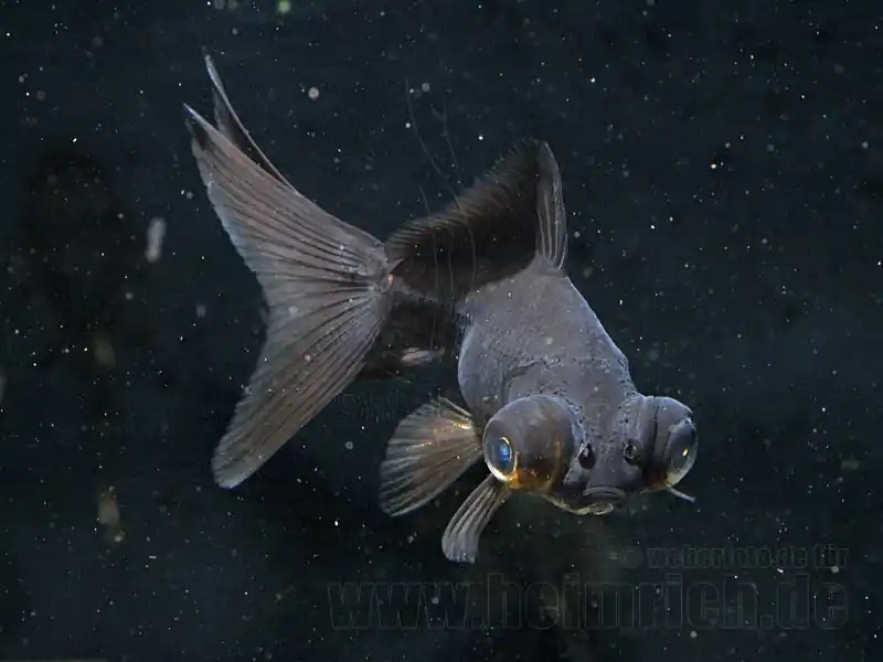 Schleierschwanz, 6cm "BLACK" (Carrasius auratus) Bestseller
