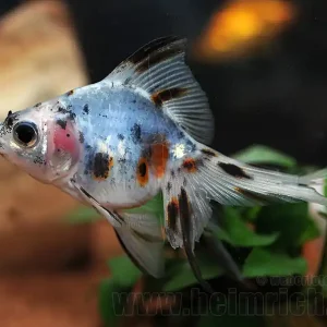Schleierschwanz, 6cm "CALICO" (Carrasius auratus) Meistverkauft
