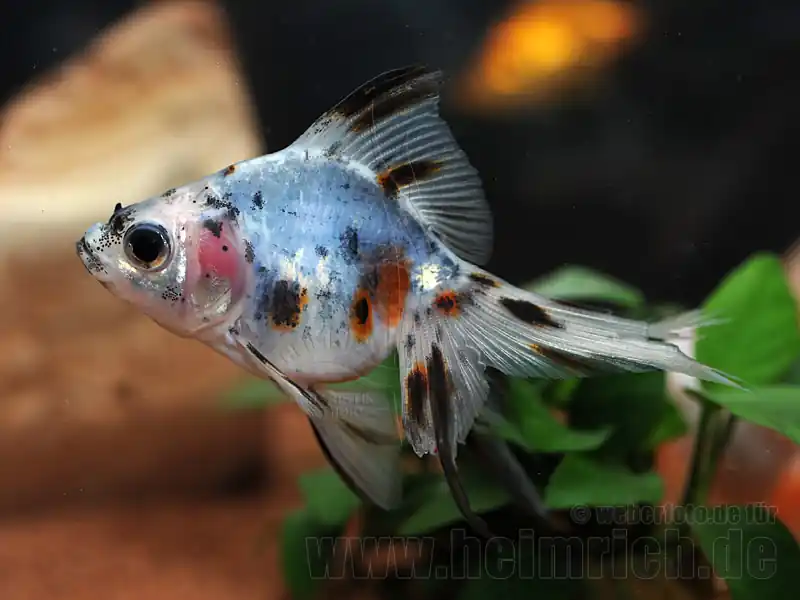 Schleierschwanz, 6cm "CALICO" (Carrasius auratus) Meistverkauft