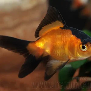 Schleierschwanz, 6cm "Rot/ Black Skin" (Carrasius auratus) Sofort Bestellen