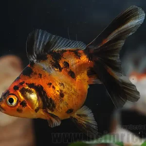 Preis Gesenkt Schleierschwanz, 6cm "Rot/ Schwarz" (Carrasius auratus)