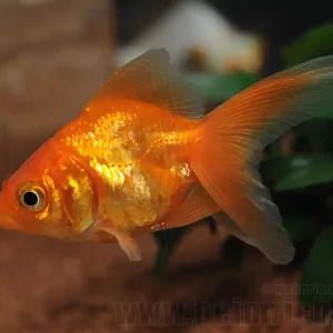 Schleierschwanz, 6cm "Uni-Rot" (Carrasius auratus) Expressversand