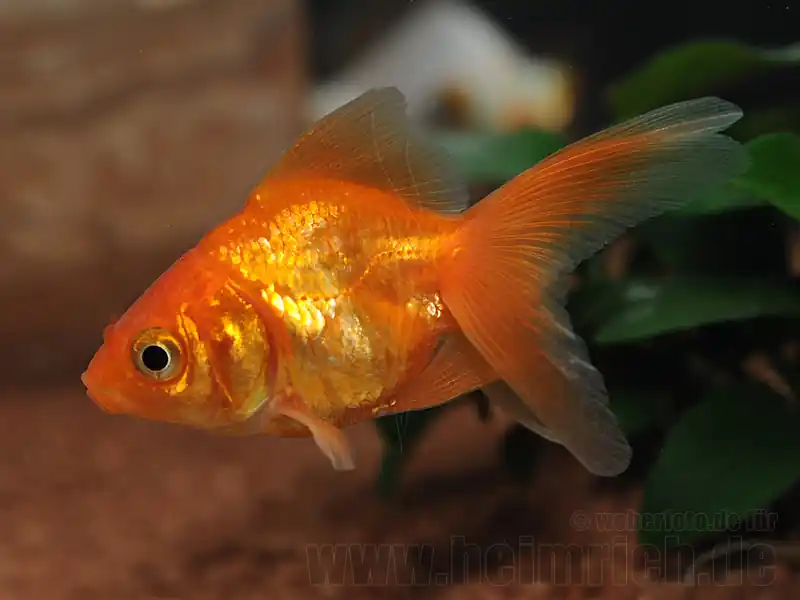 Schleierschwanz, 6cm "Uni-Rot" (Carrasius auratus) Expressversand