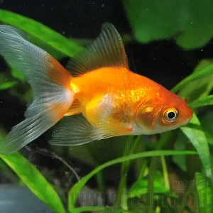 Schleierschwanz, 6cm "Weiss/ Rot" (Carrasius auratus) Saisonangebot