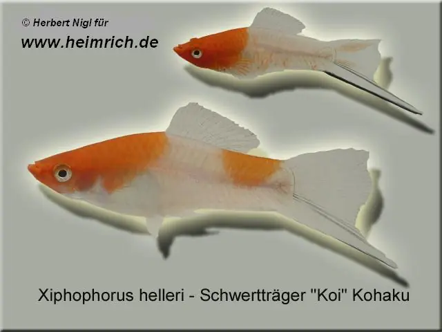 Highlight Schwertträger "KOI" Kohaku, lg (Xiph. hell., spec. KOI)