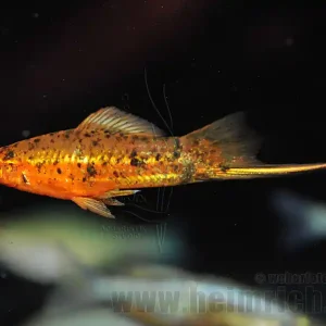Schwertträger "Red spotted", männl. lg(Xiph. hellerie, spec. Red Bestpreis