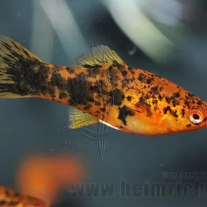 Direktkauf Schwertträger "Red spotted", weibl. lg(Xiph. hellerie, spec. Red