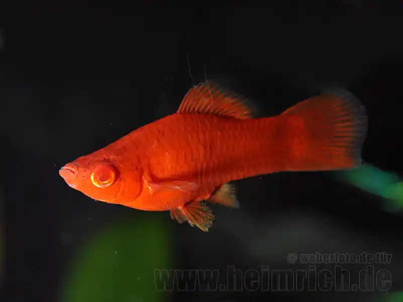 Schwertträger "Wiener Super Red", weibl. lg (Xiph. hell., spec. Echt