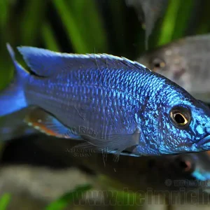 Neue Ware Sciaenochromis fryeri (Azurcichlide "ahli"), Premium