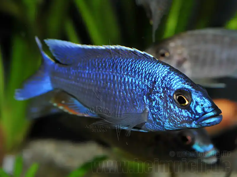 Neue Ware Sciaenochromis fryeri (Azurcichlide "ahli"), Premium