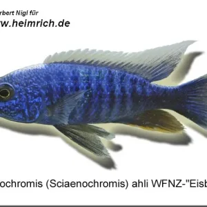 Schnäppchen Sciaenochromis fryeri, Eisberg (Azurcichlide "ahli" ICE BLUE)