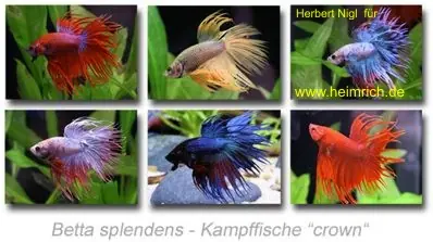 Siam. Kampffisch PREMIUM 'CROWN', lg (Betta splendens) Saisonangebot