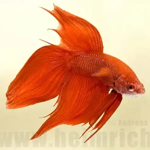 Angebot Siamesischer Kampffisch, Rot lg (Betta splendens)
