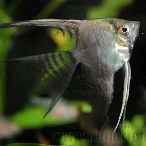 Neu Skalar "CALIFORNIA" long fin, medium (Pterophyllum Scalare)