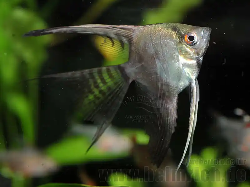 Neu Skalar "CALIFORNIA" long fin, medium (Pterophyllum Scalare)