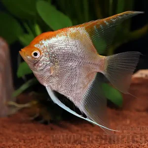 Letzte Chance Skalar "GOLD", XL (Pterophyllum Scalare)