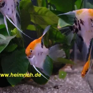 Preisreduziert Skalar Marmor "Super Red Head", large (Pterophyllum Scalare)
