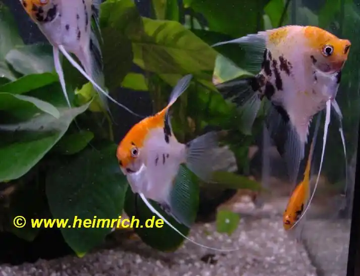 Preisreduziert Skalar Marmor "Super Red Head", large (Pterophyllum Scalare)