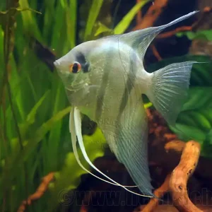 Preisreduziert Skalar spec. 'Blaue Lagune', med (Pterophyllum spec.)
