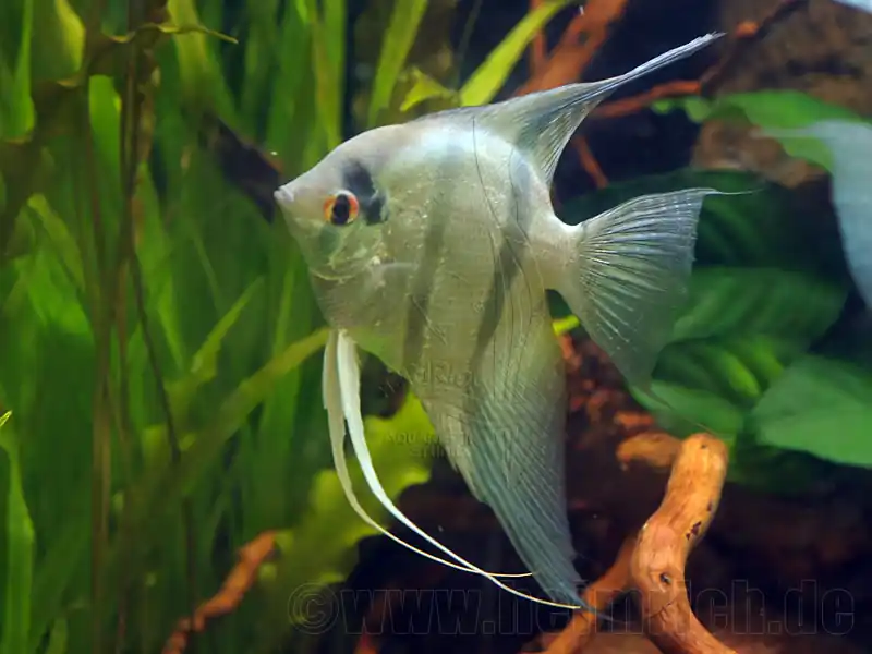 Preisreduziert Skalar spec. 'Blaue Lagune', med (Pterophyllum spec.)