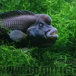 Steatocranus casuarius (Buckelkopfbuntbarsch) Sonderaktion