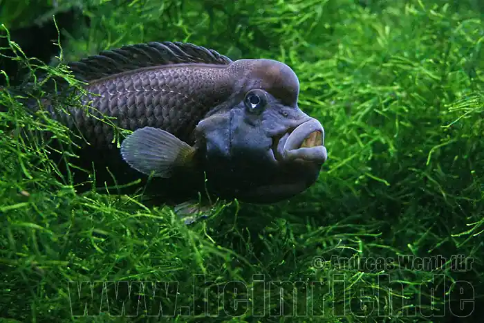 Steatocranus casuarius (Buckelkopfbuntbarsch) Sonderaktion