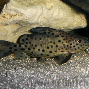 Solange Der Vorrat Reicht Synodontis eupterus, med (Schmuckflossen-Fiederbartwels)