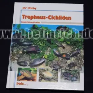 Preisreduziert Tropheus - Cichliden