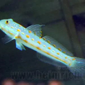 Valenciennea puellaris, med. (Maiden Schläfergrundel) Knallerangebot