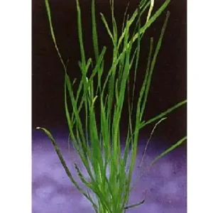 Vallisneria spiralis Top-Preis